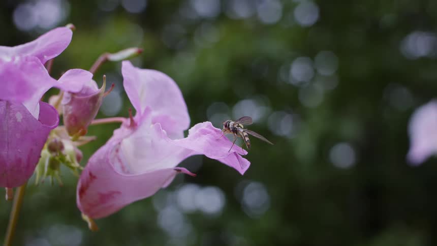 Hoverfly rests on pink petal of himalayan balsam while collecting nectar amid blurred background with bokeh effect