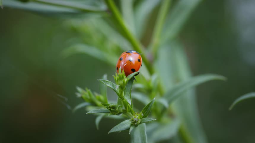 The ladybug spreads wings and flies off the plant