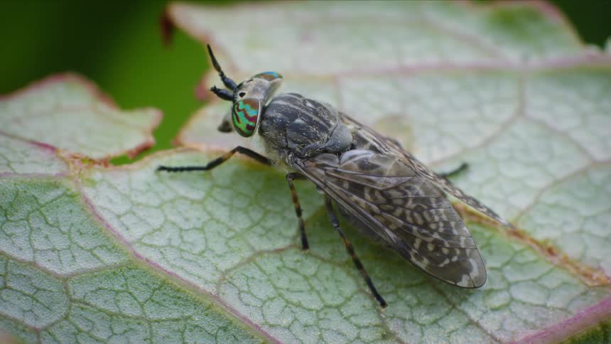 Horse fly with colorful eyes resting on a light green leaf