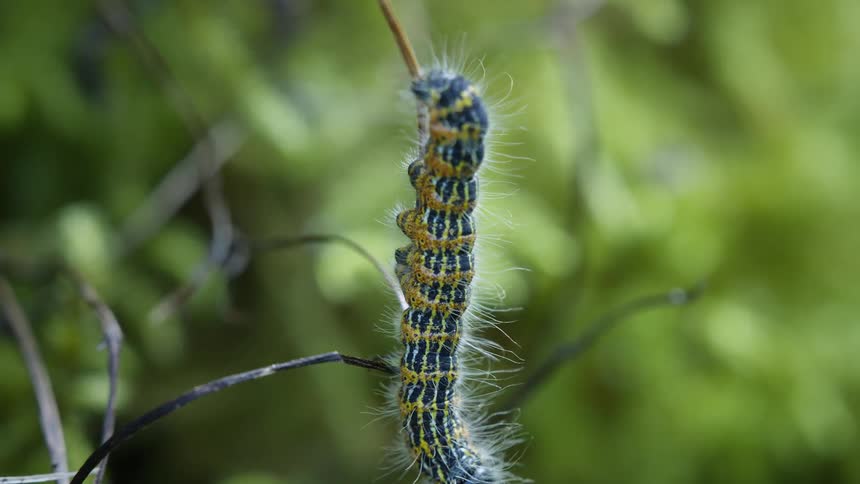 Striped yellow and green caterpillar crawling down a twig outdoors