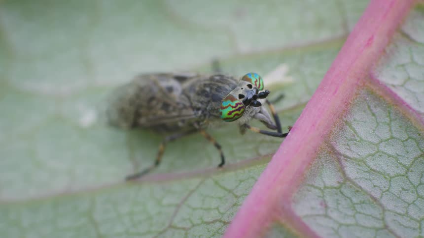 A horse fly on the underside of a leaf