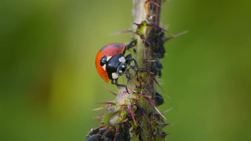 Close up of a ladybug with smaller black beetles on a thorny stem outdoors during daytime