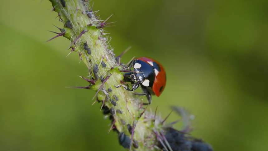 A ladybird beetle walks along a plant branch in the woods at midday, surrounded by aphids