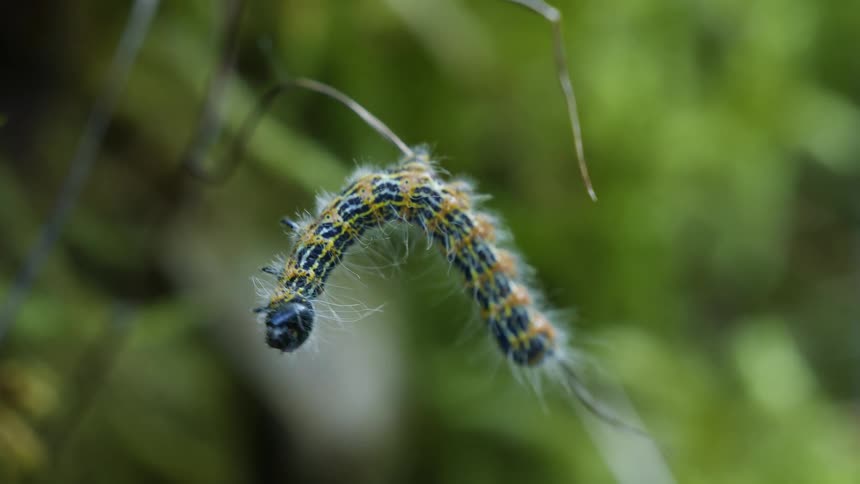 A fuzzy black and yellow caterpillar slowly inches its way across a thin plant stem
