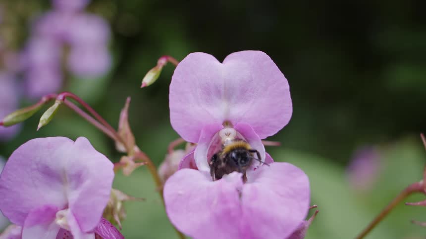 A bee climbs out of a pink Himalayan balsam flower as the flower brushes the bee with pollen