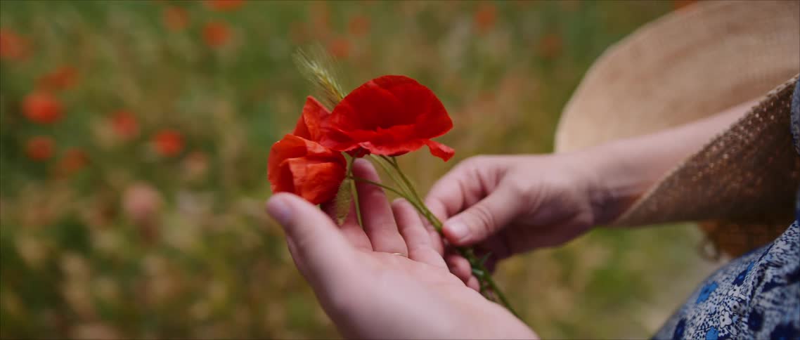 A closeup of hands gently holding a red poppy flower in a grassy field