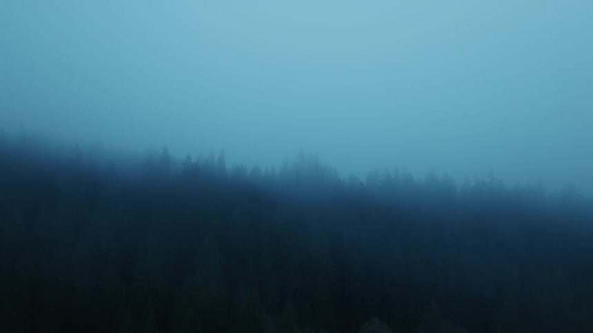 Tree tops covered by bluish fog at dawn