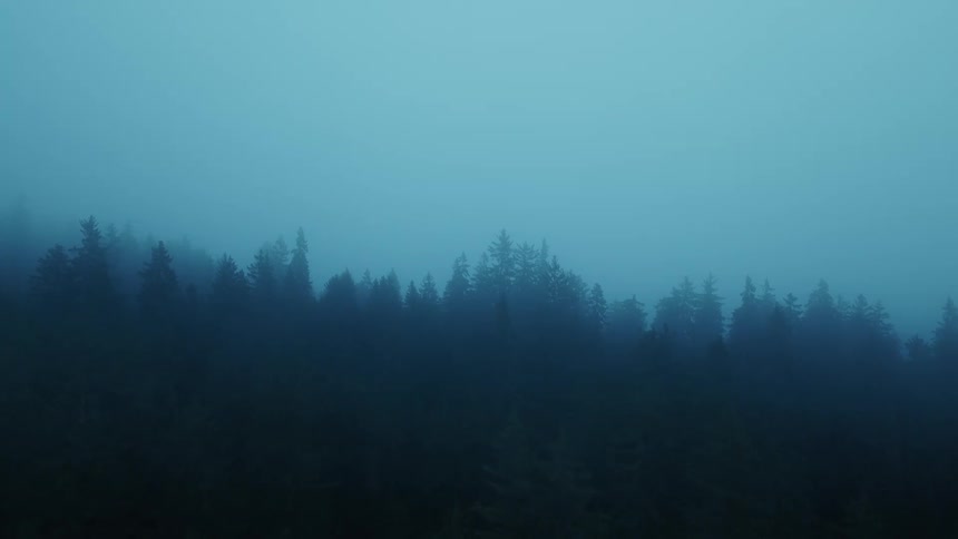 The forest through the fog