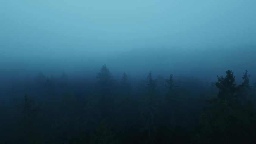 Heavy fog partially obscures a dense conifer forest
