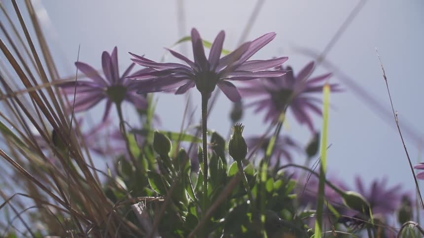A close up shot of a clump of purple daisies and grass spikes under a sunny sky