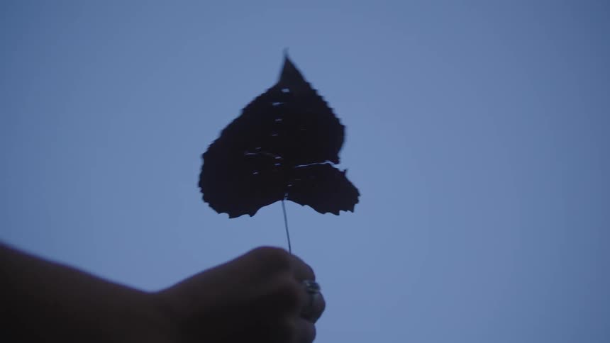 Woman holds a fallen leaf while outdoors before dropping it