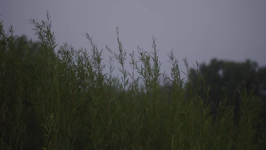 Tall leafy green reeds stand motionless against a bleak overcast sky