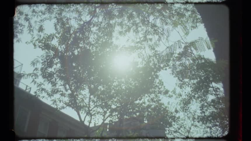 Sun shines through the treetops on a clear day