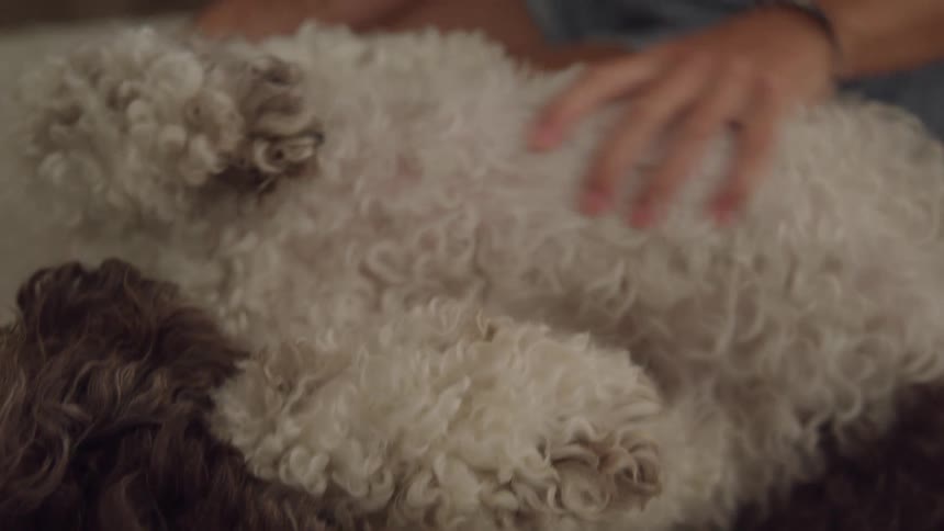 A brown curly haired dog lies on a tan carpet next to a white curly haired dog while a girls hand gently strokes the white dogs fur