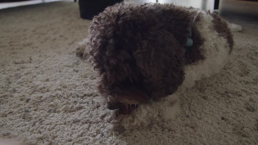 A puppy rolls around on the carpet