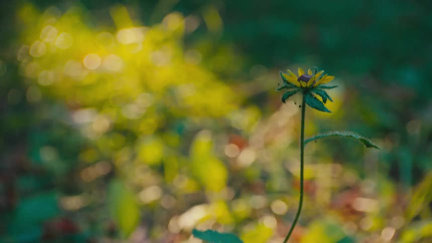 Solitary yellowpetaled flower under soft light amid blurred vegetation