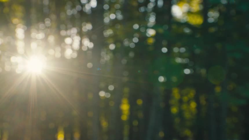 Sunlight filtered through the trees