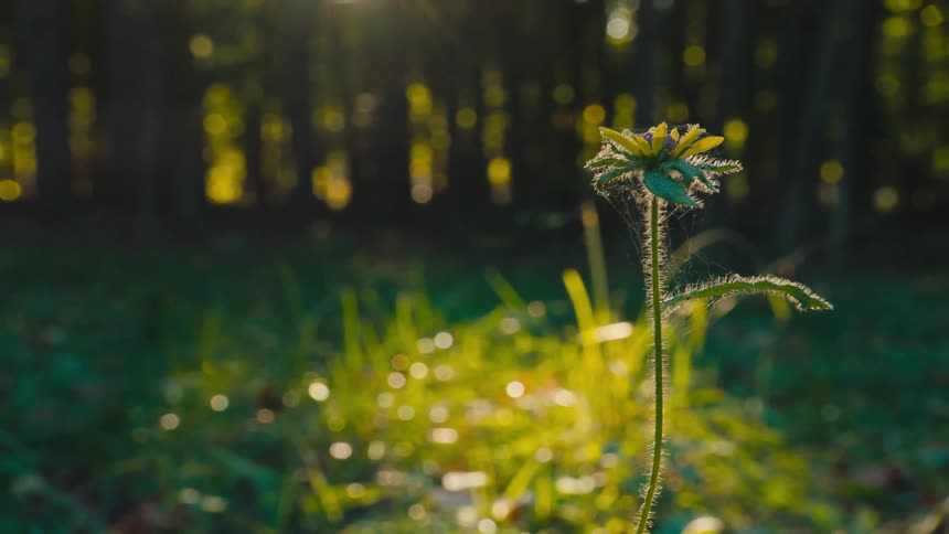 A plant stands tall in the grass