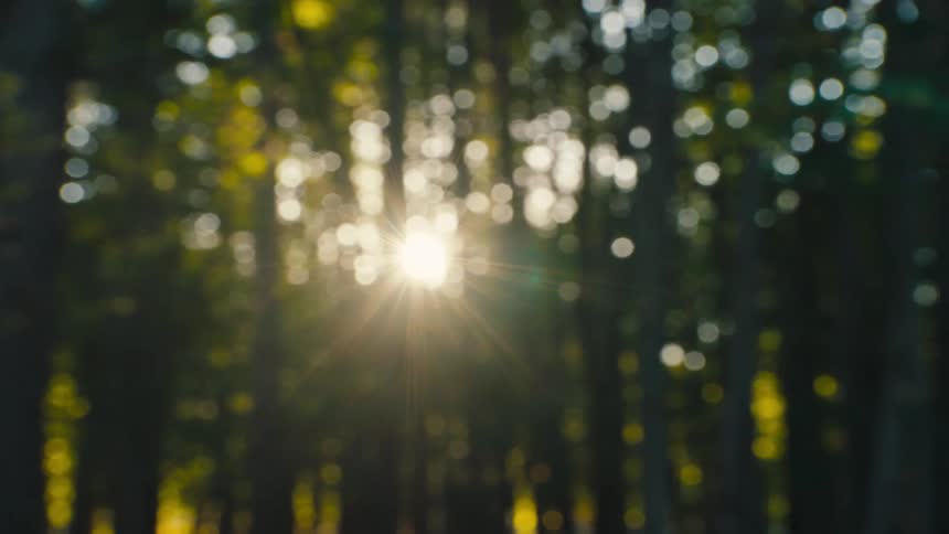 Sunlight through tall trees in forest with blurred background and circular light effects creates ethereal glowing scene