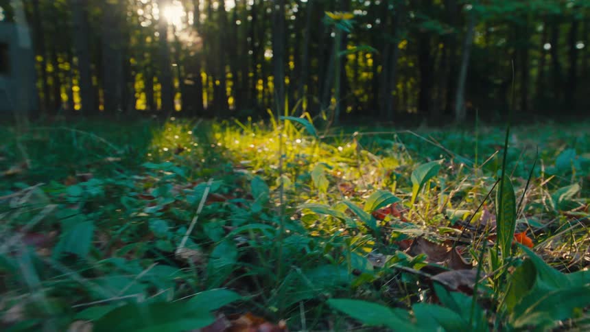 Low vegetation covers the forest floor as sunlight filters through the trees in the background