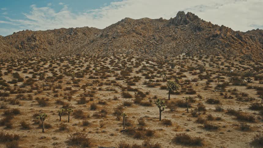 A vast arid desert landscape dotted with joshua trees with a large rocky mountain range in the background