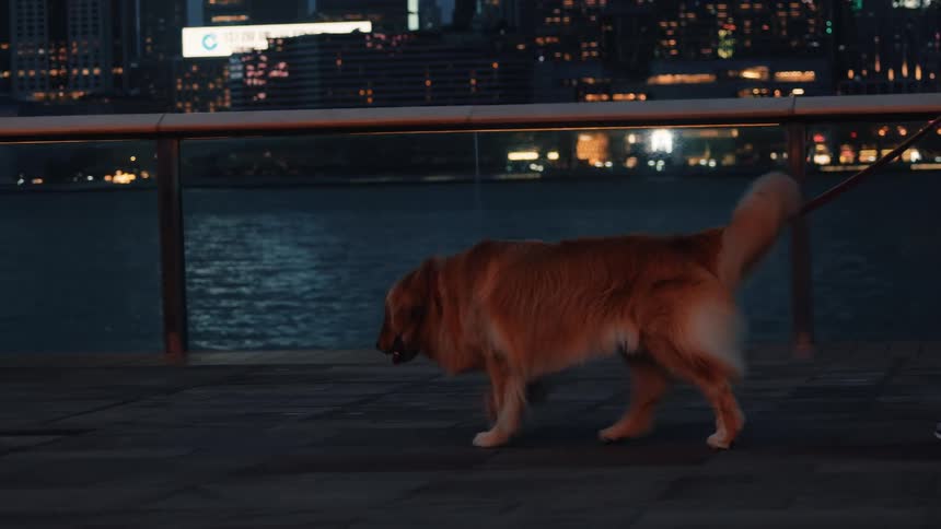 Golden retriever walks on a leash along a waterfront promenade with a litup cityscape in the background