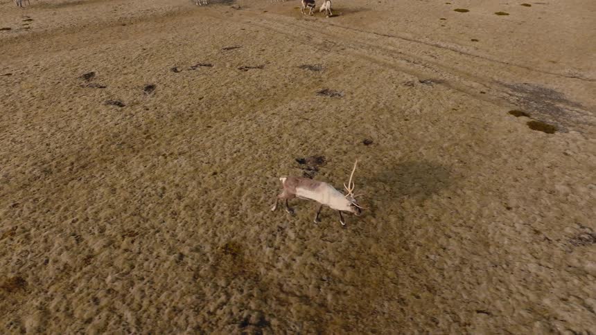 An elevated view of a reindeer with large antlers walks across a large expanse of brown tundra terrain while other reindeer are grazing in the distance