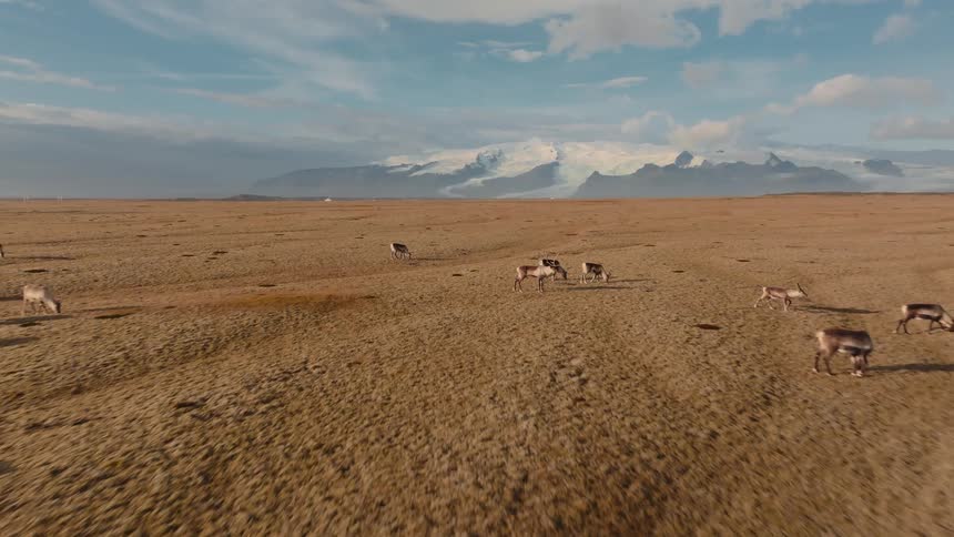 Antelopes move across open dry grassland with snowcapped mountain range in the background under partly cloudy sky