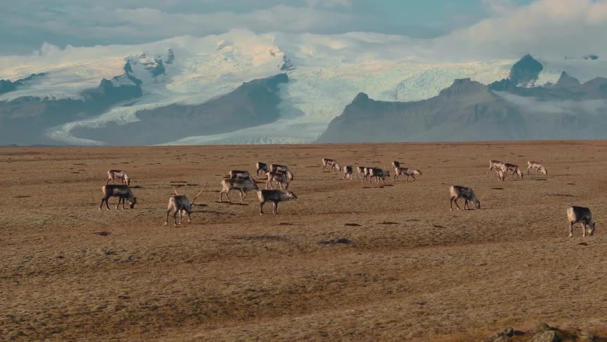 A series of deer graze peacefully in a grass field of dry brown blades with a distant mountain rising in the background under the midday sun