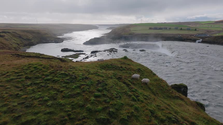 A herd of sheep grazes quietly on a grassy field beside a riverbank under a cloudy sky