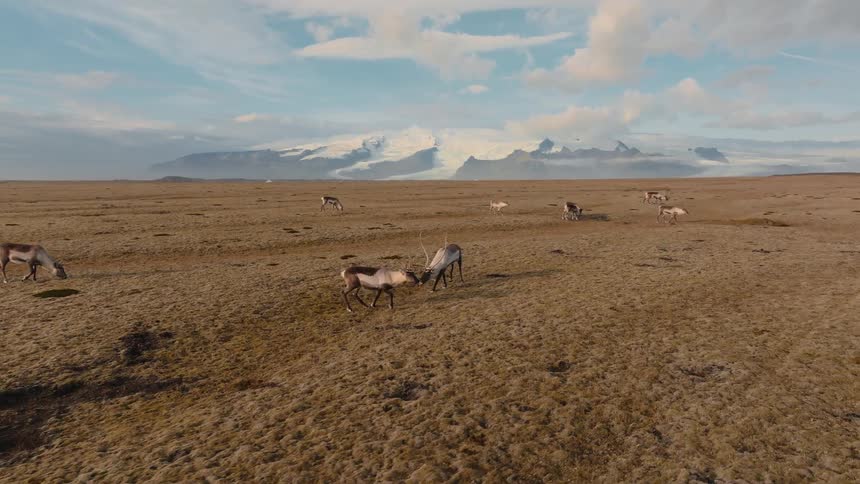 Reindeer graze on an arid plain with snowcapped mountains in the background