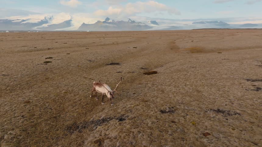 The reindeer walks across the flat landscape