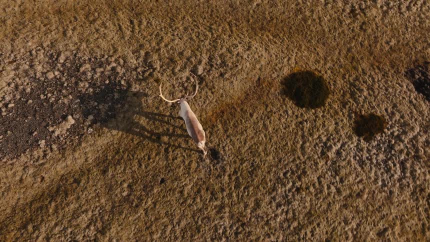 Lone reindeer walks across arid ground casting a long shadow at sunset