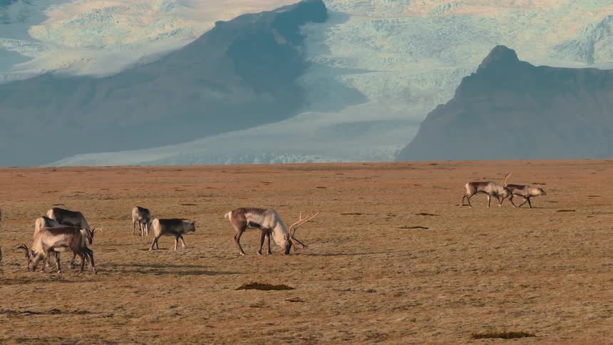 A small herd of reindeer with noticeable antlers grazes on a wide expanse of brown tundra terrain below large snow capped distant mountains and glaciers