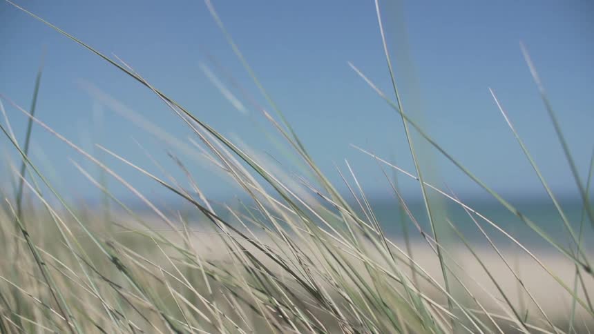 Close up of grass by a shore