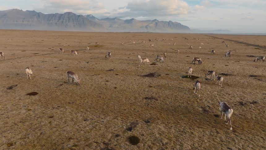 Herd of reindeer grazing on a vast plain with mountains in the background