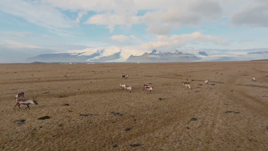 A series of antelope cross a dirt road at midday moving onto a grassland that has turned brown with the fall season the herd grazes quietly their movements calm and steady under the soft autumn light