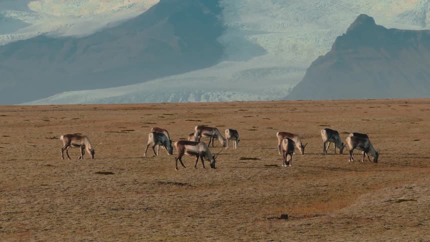 A herd of wild reindeer graze on a vast brown grassy plain with massive snow covered mountains and glacier peaks dominating the background under a bright blue sky