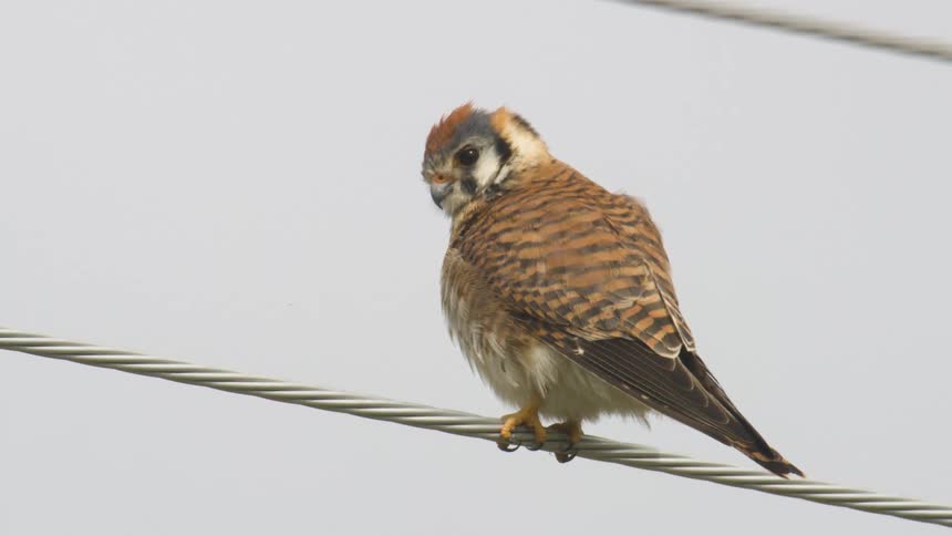 Small bird of prey perches on a metal wire against the bright sky background