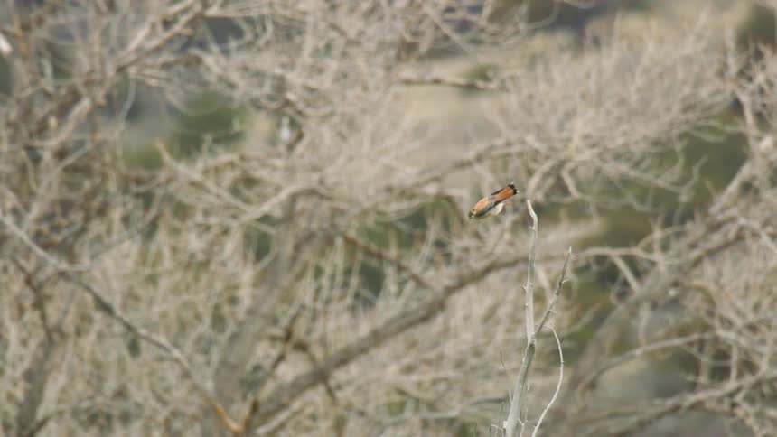 The small bird flies down from the brush