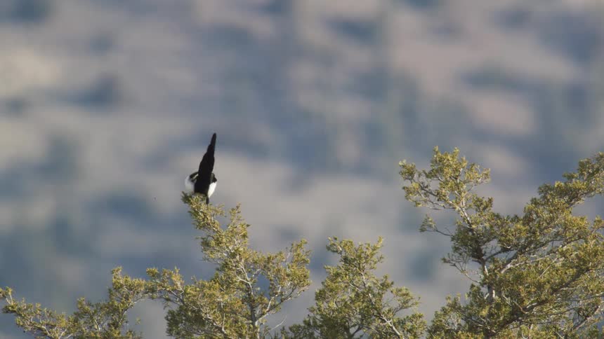 A bird takes flight