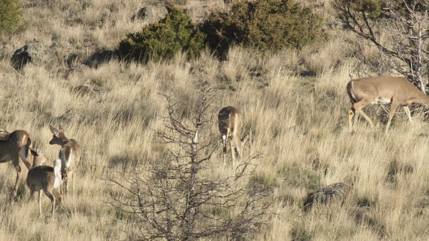 Deer graze in a dry grassland with scattered shrubs in a semiarid environment