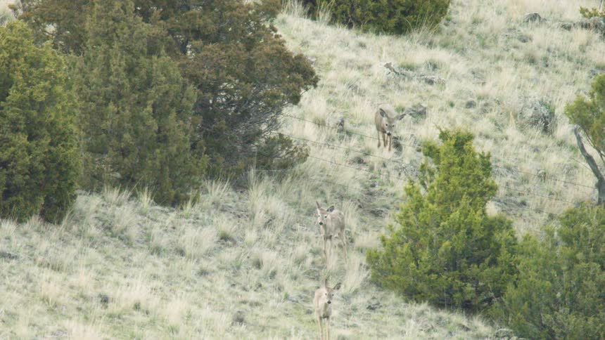 Three mule deer are standing and grazing on a dry grassy hillside dotted with thick green evergreen bushes and a faint barbed wire fence line