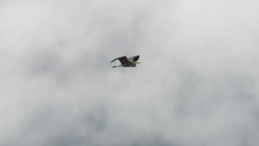 A bird flies through the air