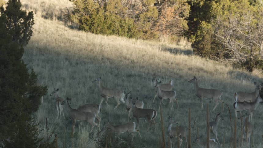 Herd of deer roaming a field in the forest