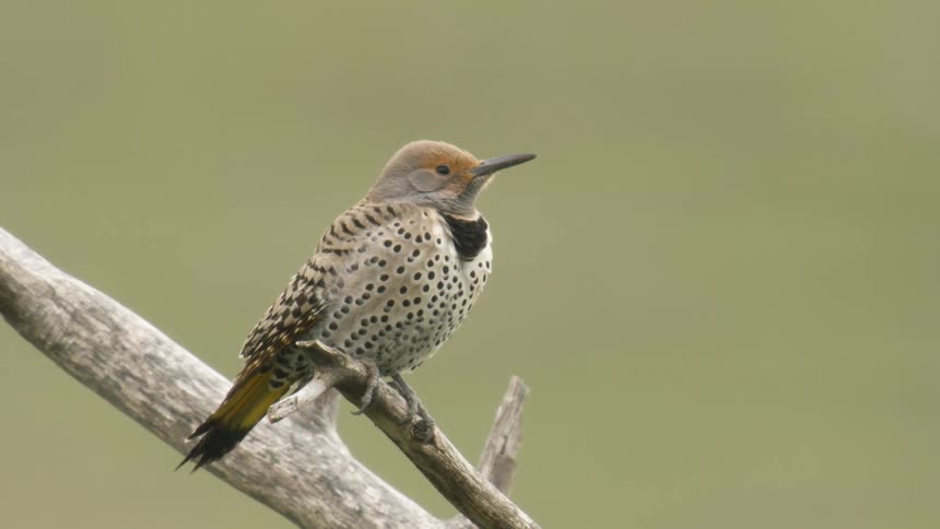 Northern Flicker perched on tree branch