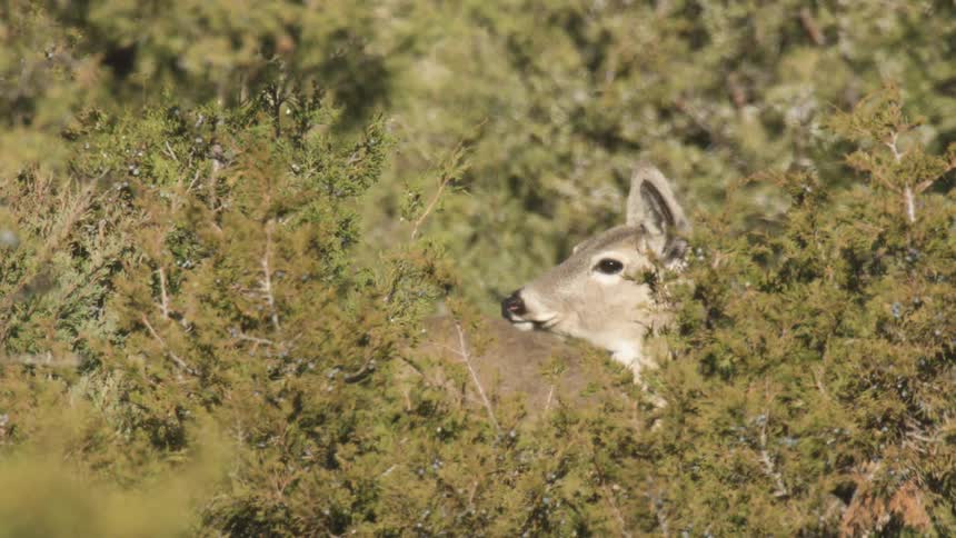 A couple deer in the dense foliage