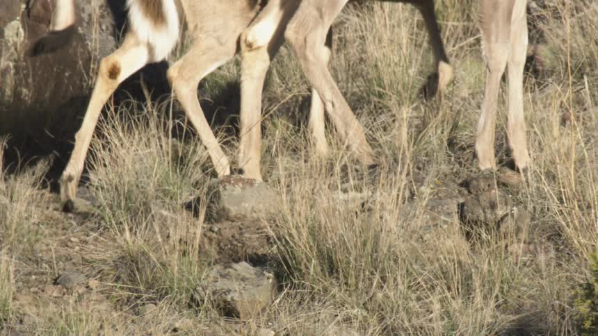 A herd of deer on the move