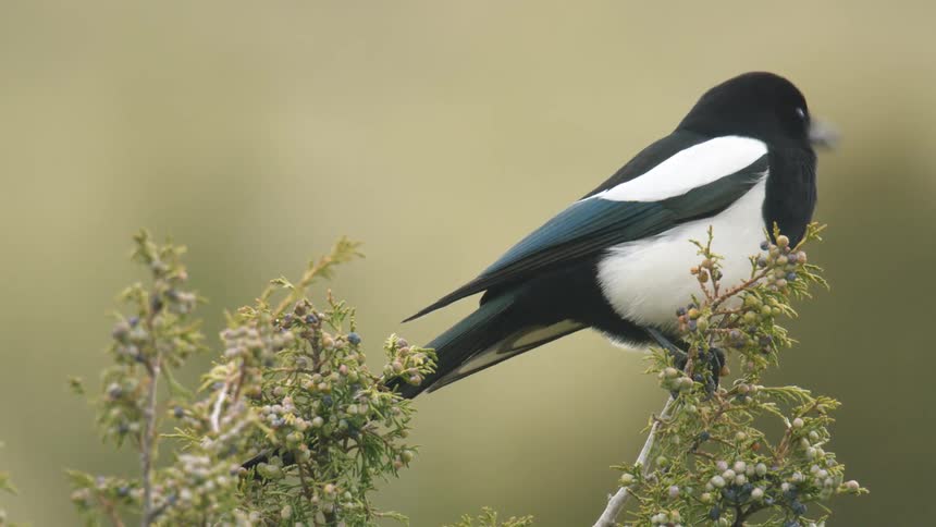 The bird is balancing on the small branch