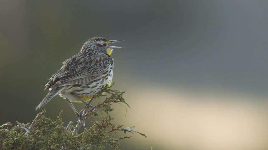 Bird standing on the edge of a branch outdoors during day time